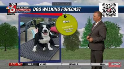 dog walking forecast 7.29.24.JPG