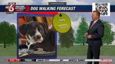 dog walking forecast 7.31.24.JPG